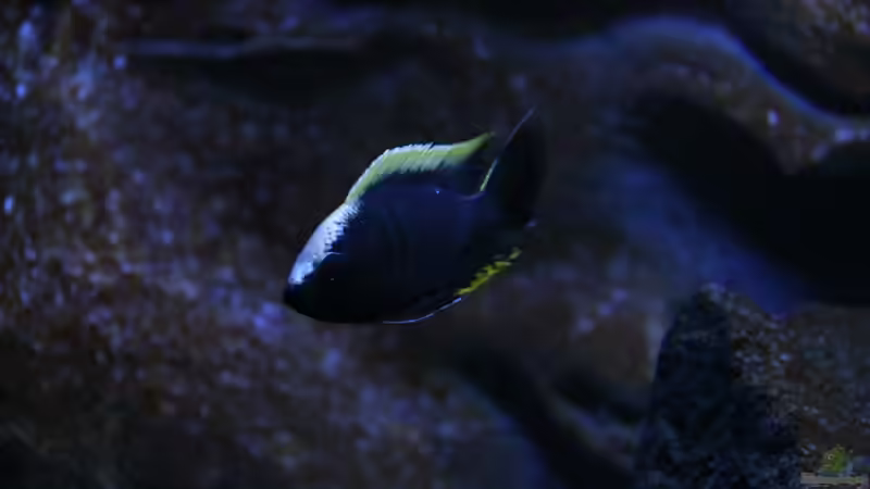 entwickelt sich prächtig von Michael Reiz (76)