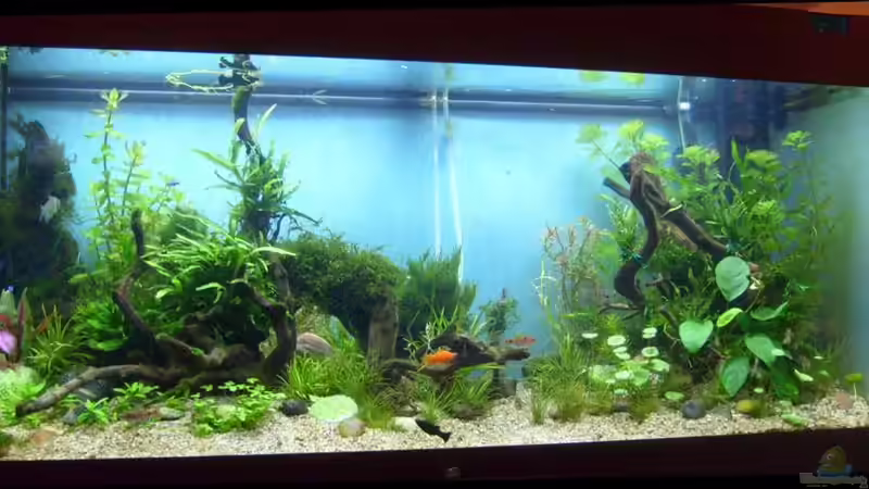 Entwicklung bis 01.09.2011  von Volkmar1 (16)