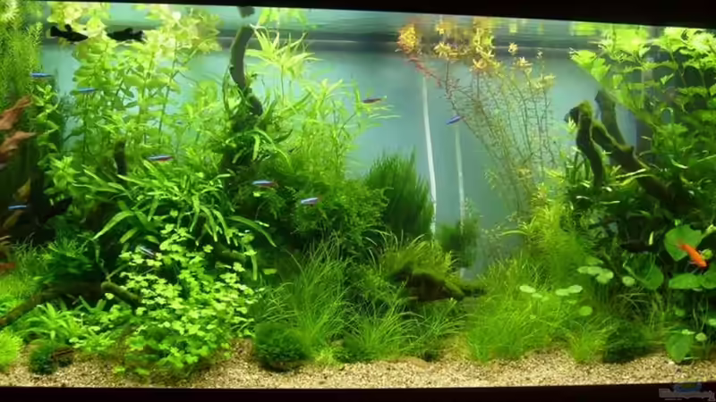 Entwicklung bis 06.10.20011 von Volkmar1 (18)