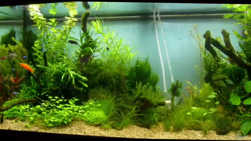 Entwicklung bis 19.09.2011 von Volkmar1 (17)