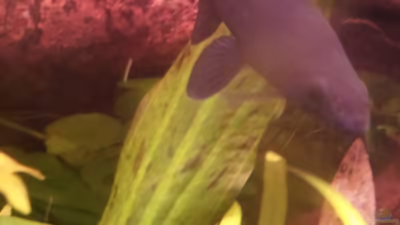 Epalzeorhynchos bicolor - April 2012 von SleazeRocker (20)