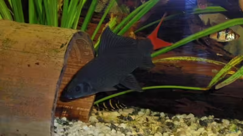 Epalzeorhynchos bicolor bzw.Feuerschwanz von Hugo (5)