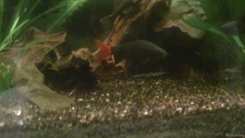 Epalzeorhynchos bicolor (ein besseres Bild ist von diesem Kerlchen leider nicht machbar..) von ~Danny~ (40)