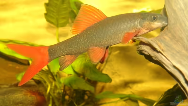 Epalzeorhynchos frenatum von Peer Wojtkowiak (17)