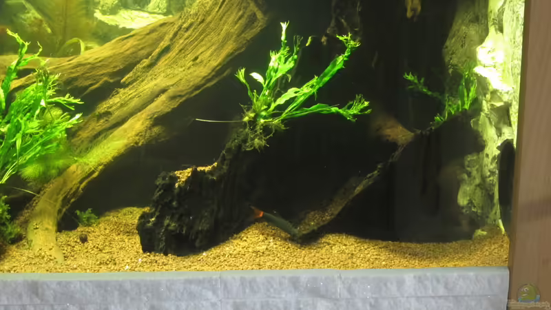 Epalzeorhynchus bicolor von Christian Grunwald (35)