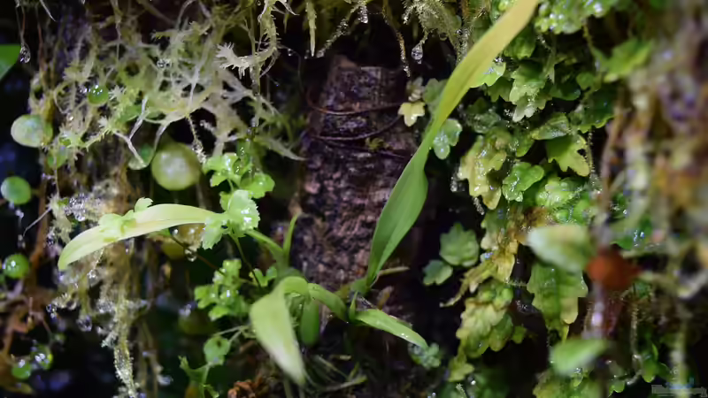 Epidendrum cochleatum von Junglist (35)