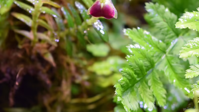 Epidendrum porax von Junglist (32)