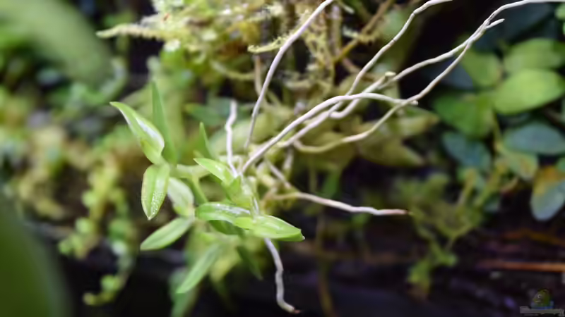 Epidendrum porax von Junglist (42)