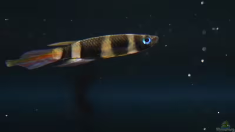 Epiplatys annulatus von Sebastian Seiler (17)
