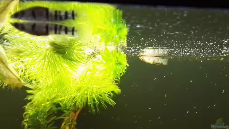 Epiplatys dageti dageti von Tom (11)