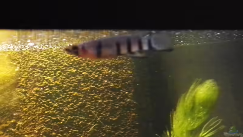 Einrichtungsbeispiele für Epiplatys dageti dageti