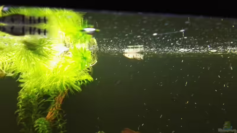 Einrichtungsbeispiele für Epiplatys dageti dageti