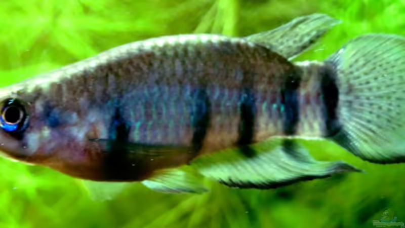 Epiplatys dageti monroviae von misch (13)