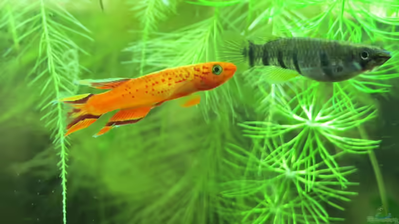 Epiplatys dageti monroviae (w) + Aphyosemion australe (m) von misch (14)