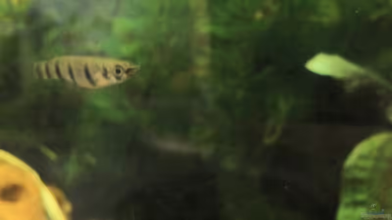 Epiplatys dageti monroviae Weibchen von Patrick Scheffer (24)