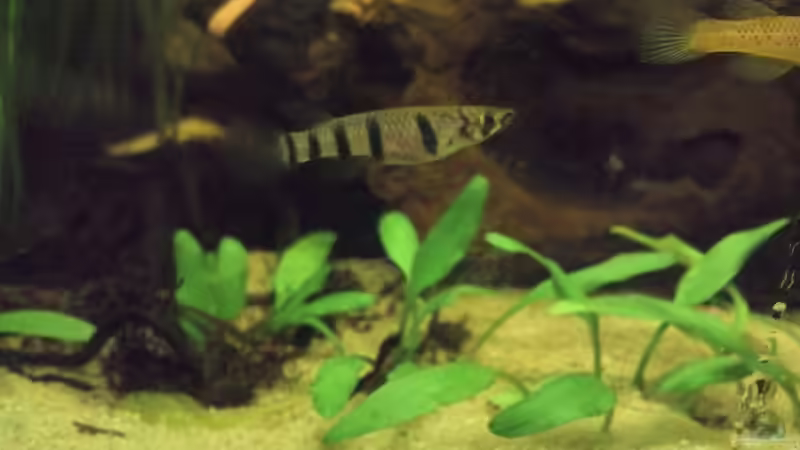 Epiplatys dageti monroviae Weibchen von Patrick Scheffer (25)