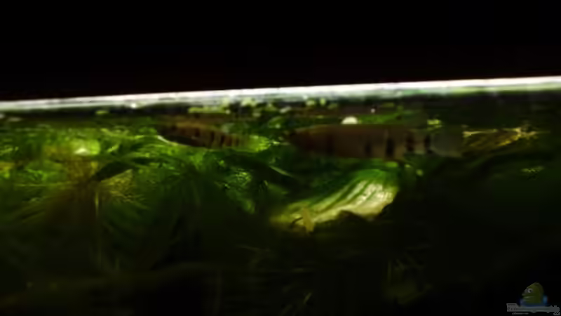 Epiplatys Dageti Pärchen von Nils Müller (8)