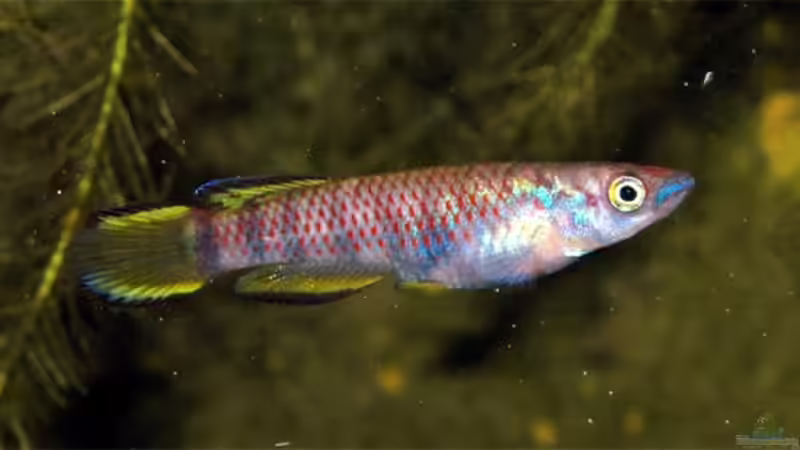 Epiplatys rathkei, Männchen  von Volker Hebestreit (18)