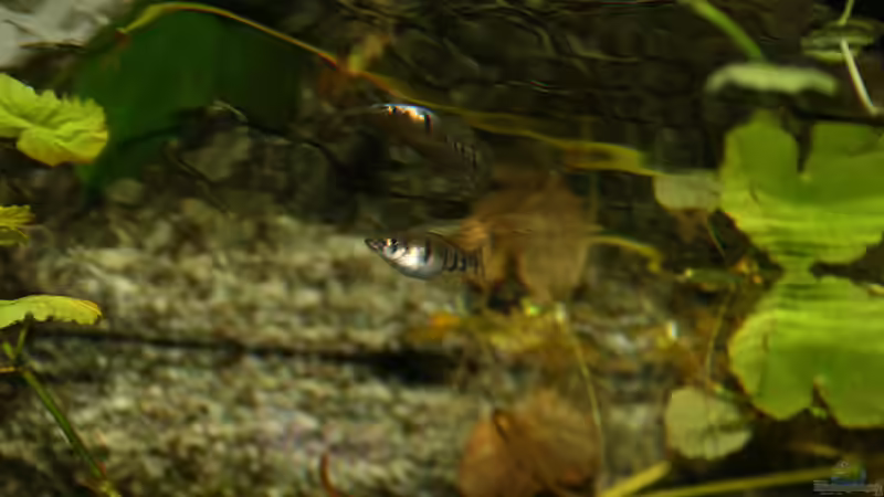 Einrichtungsbeispiele für Epiplatys-Arten