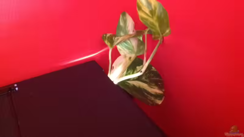 Epipremnum aureum, wächst aus dem Aqua und ist nur mit den Wurzeln im Wasser um von Baryo (7)