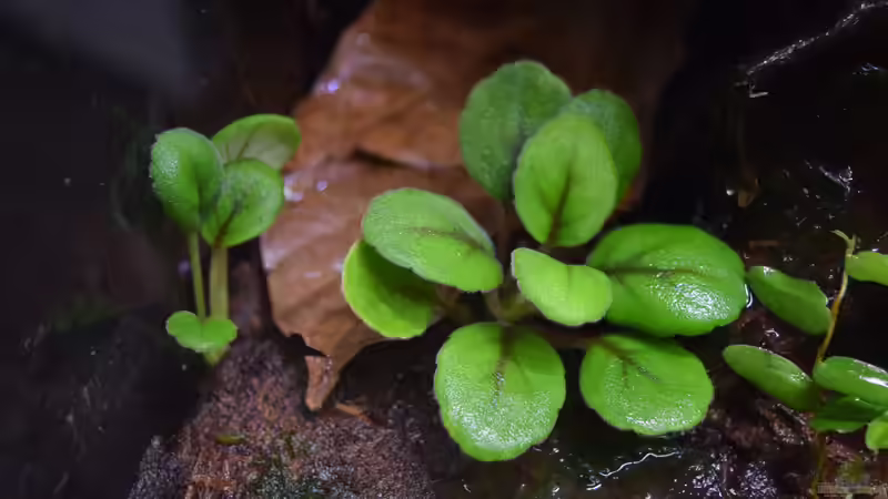 Episcia dianthiflora von Junglist (33)