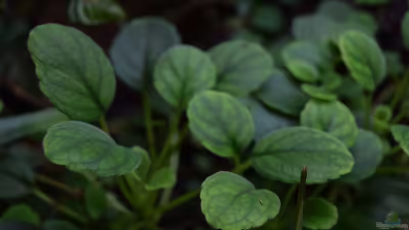 Episcia dianthiflora von Junglist (5)