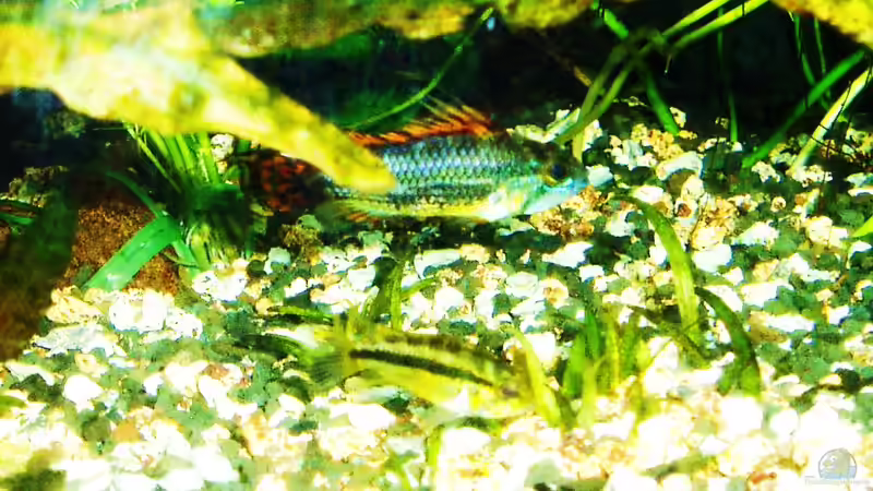 Epistogramma agassizzii, Männchenoben, Weibchen unten, 13.07.2018 von Reiner Dr. Med. Jesse (99)