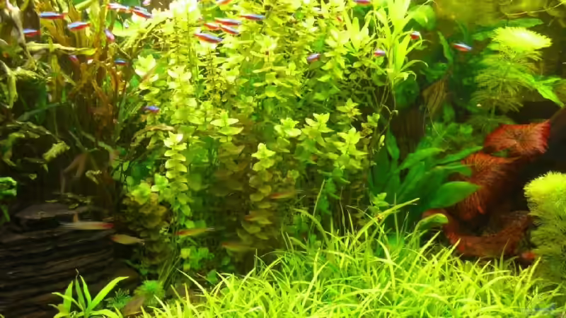 Epp Christian von Christian Epp (1)