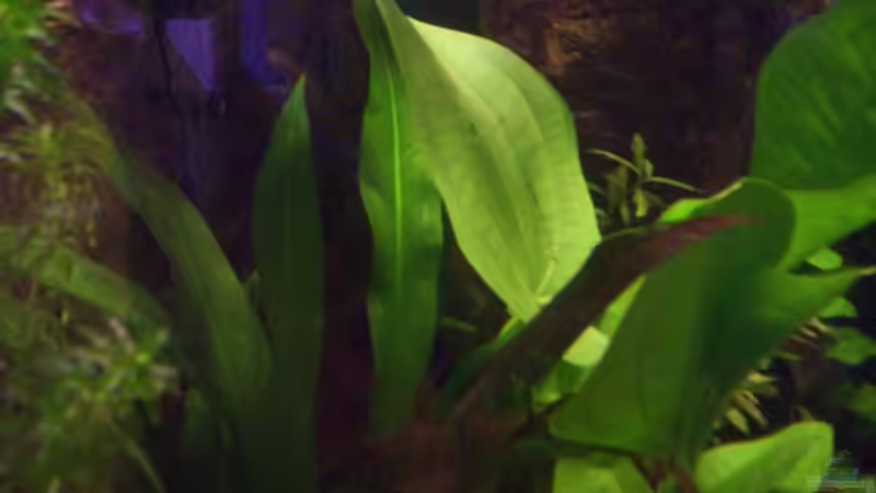 Equinodorus Cordifolius von Elena Haller (3)