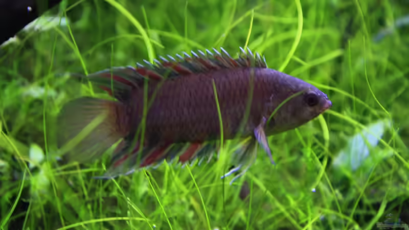 ER  ( der Chef ) von OrangeBuschfisch (28)