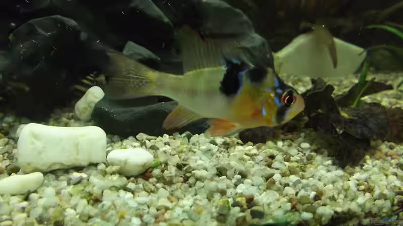 er darf nicht fehlen! von adina2503 (12)