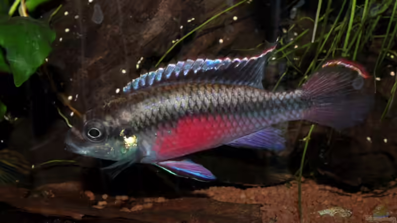 Er gibt alles ^^ von Koehler (66)