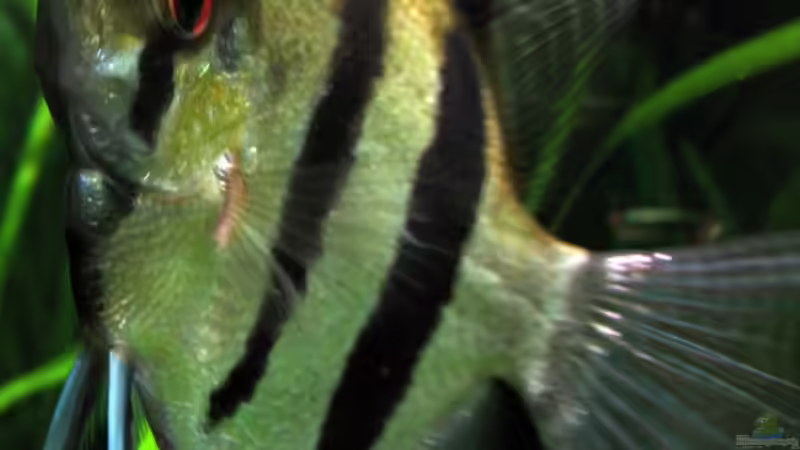 Er hält sich für fotogen :-)) von Thomas Jordan (12)