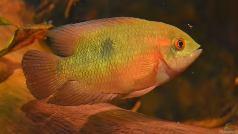 Er hat schon fast seine vollen Farben. von GGuardiaNN (98)