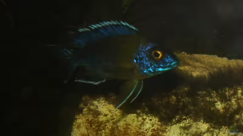 Er ist noch etwas schüchtern... A. Ngara Mdoka m von Schdäff (28)