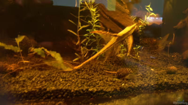 er ist sehr Fotogen  von Kai Heermann (21)