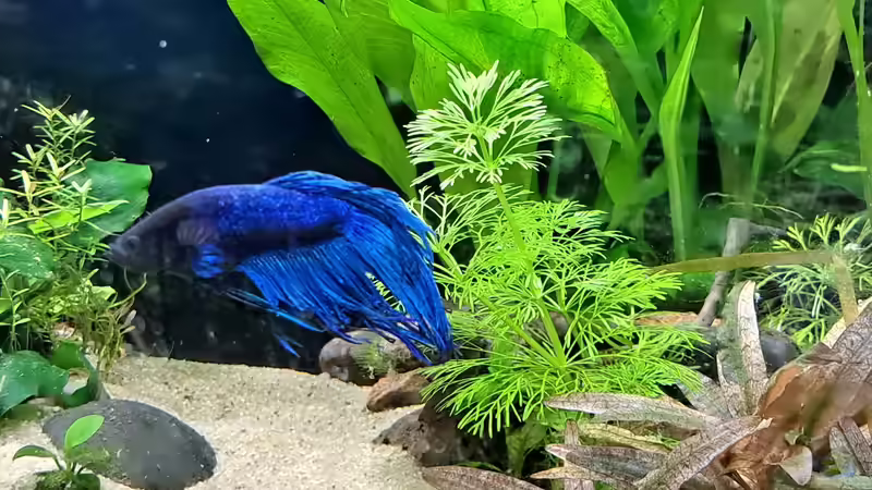 Er ist wieder unterwegs  25.05.2023 von okefenokee (44)