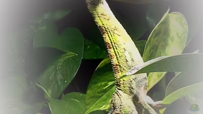 Er klettert gerne den ganzen Tag  von ???FloH??? (4)