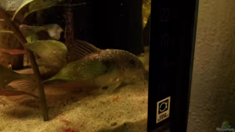 Er mag den Sand von Michael Scheffler (41)