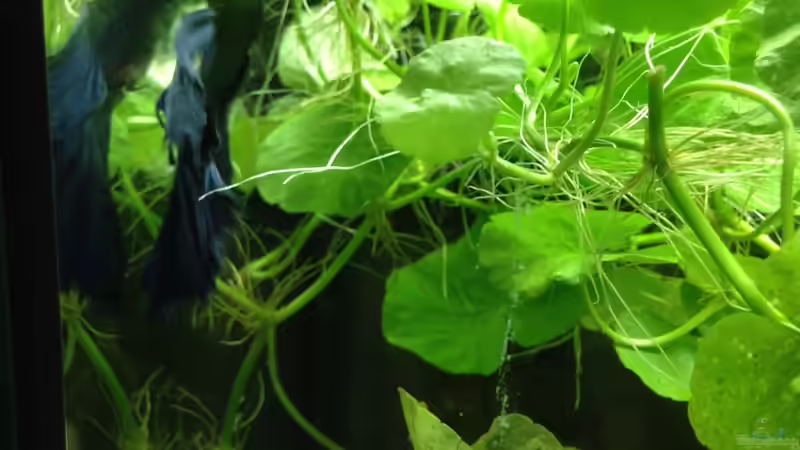 er mal wieder.. von Johnny Martini (9)