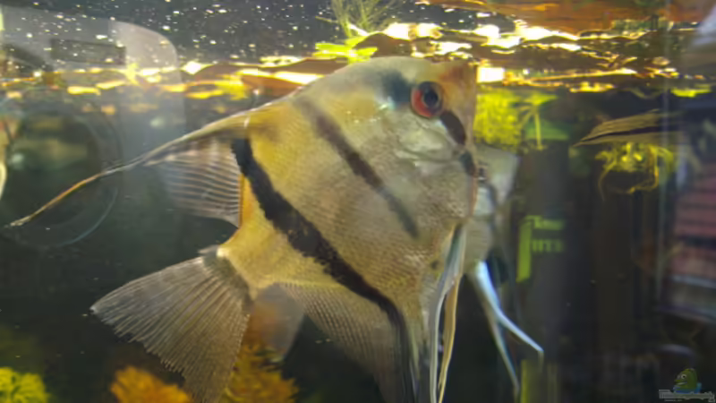 er von Steve Gerecke (18)