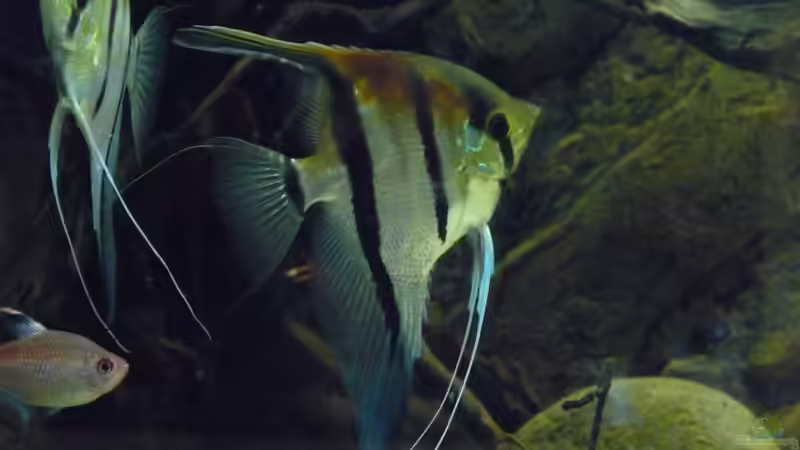 Er wächst und wächst... von DerImperator (56)