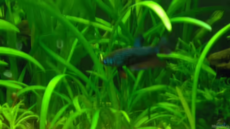 Er wills immer noch nicht von Zebraschneggla (17)