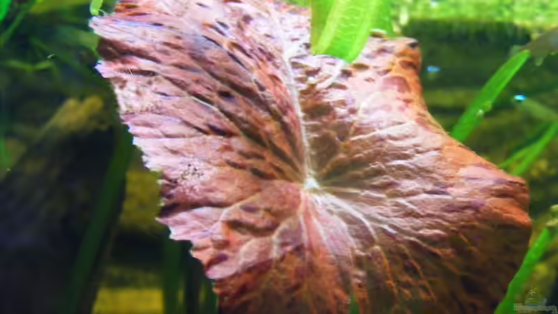 er wird... von Falk (27)