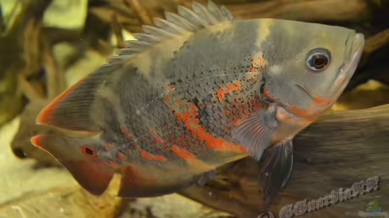 Er wird bald knallrot werden von GGuardiaNN (33)