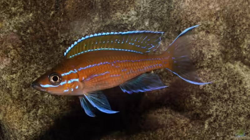 Er zeigt was er hat  von Julien Preuß (27)