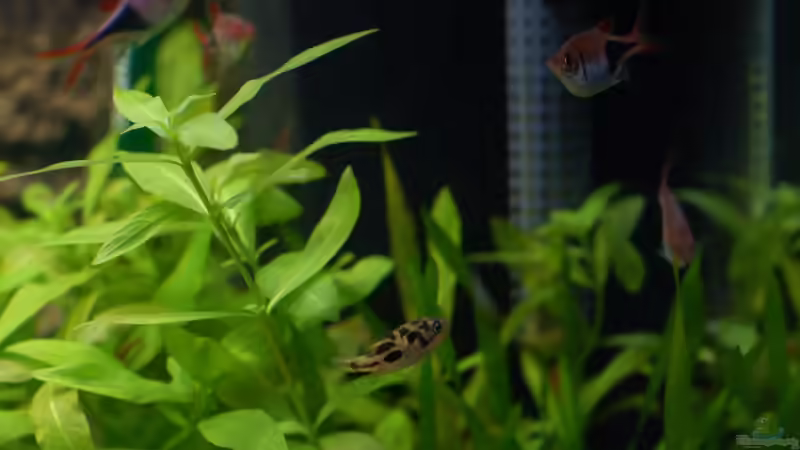 Erbse von Voyagerz (25)