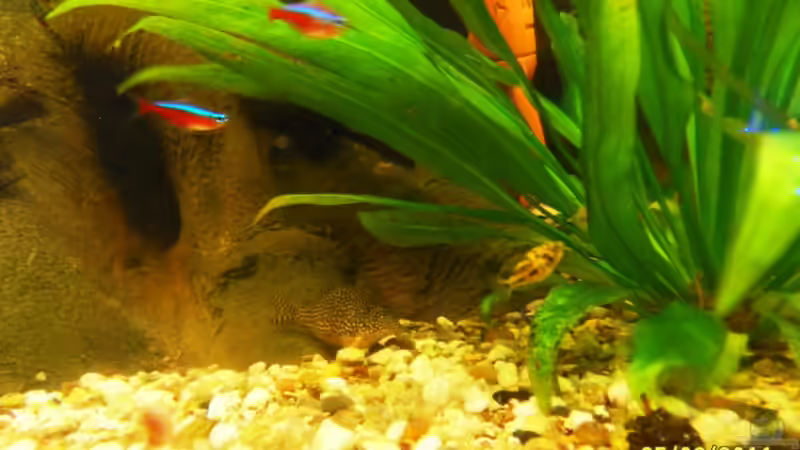 Aquarien mit Zwergkugelfischen (Carinotetraodon travancoricus)