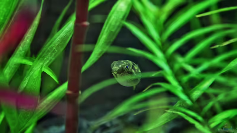 Aquarien mit Zwergkugelfischen (Carinotetraodon travancoricus)