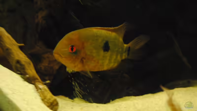 Erdfresser? Das kann ich auch!!! von weyrobing (20)